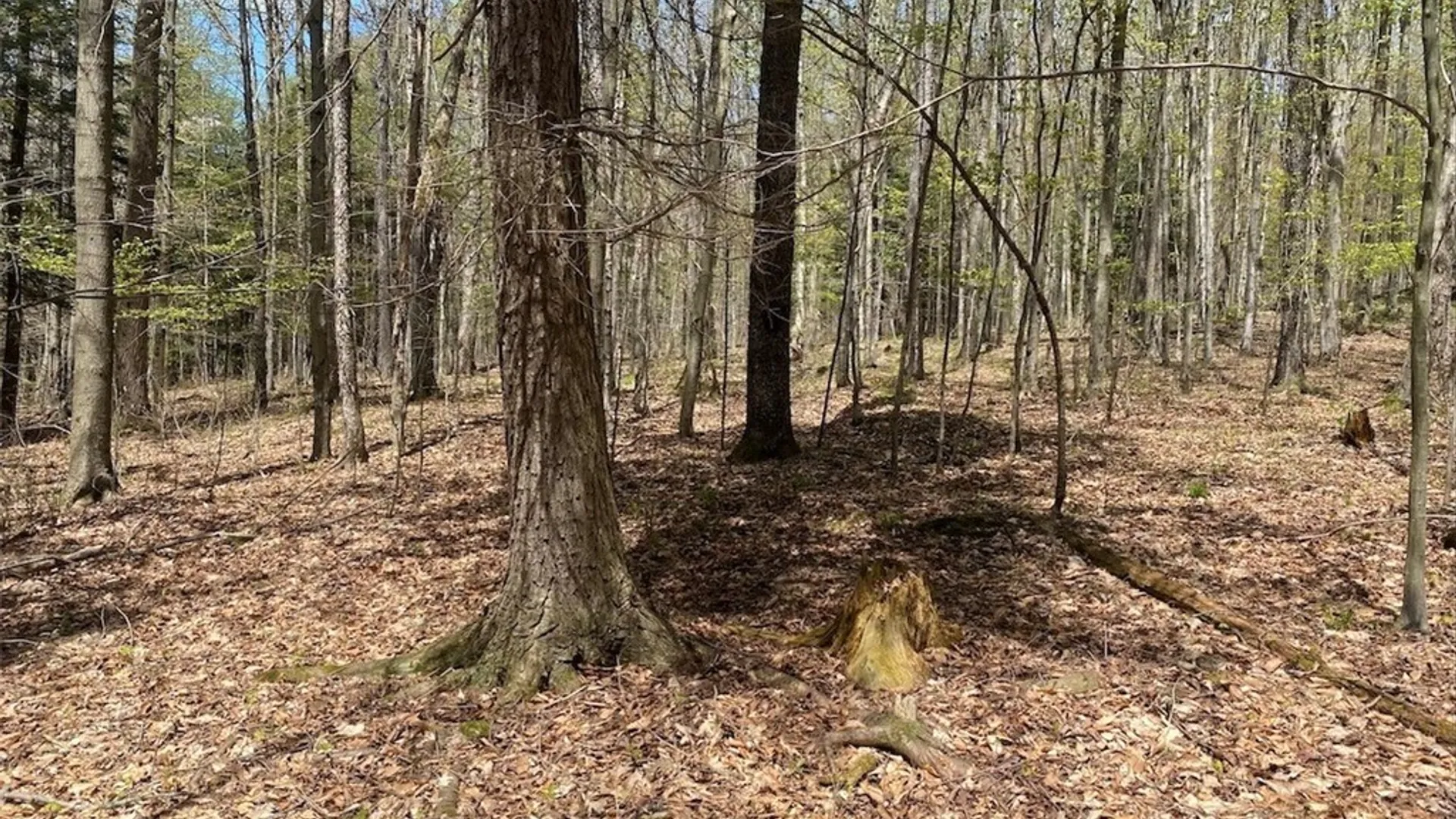 Property at Cr-16, Grove, NY 14884 22