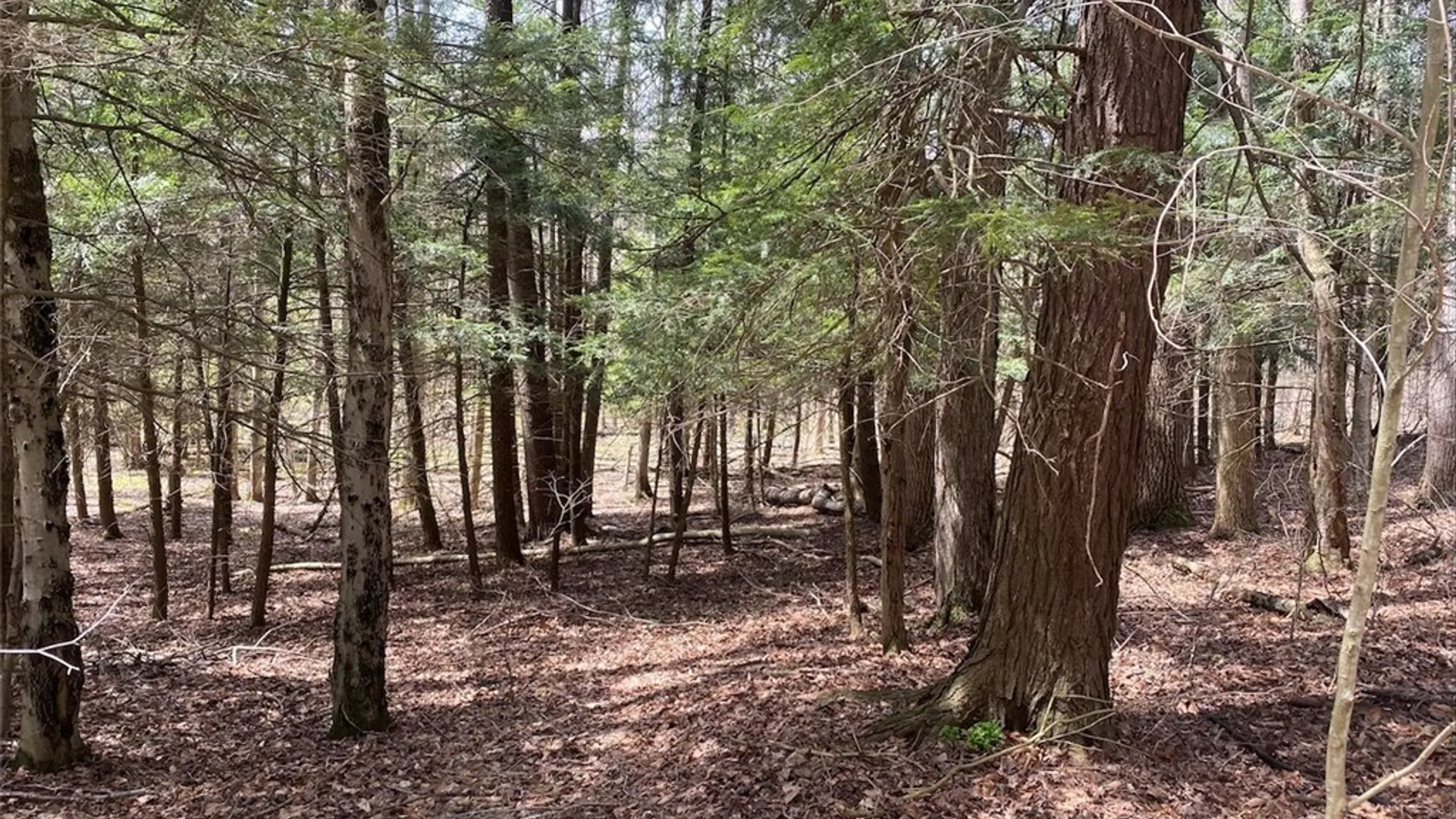 Property at Cr-16, Grove, NY 14884 24