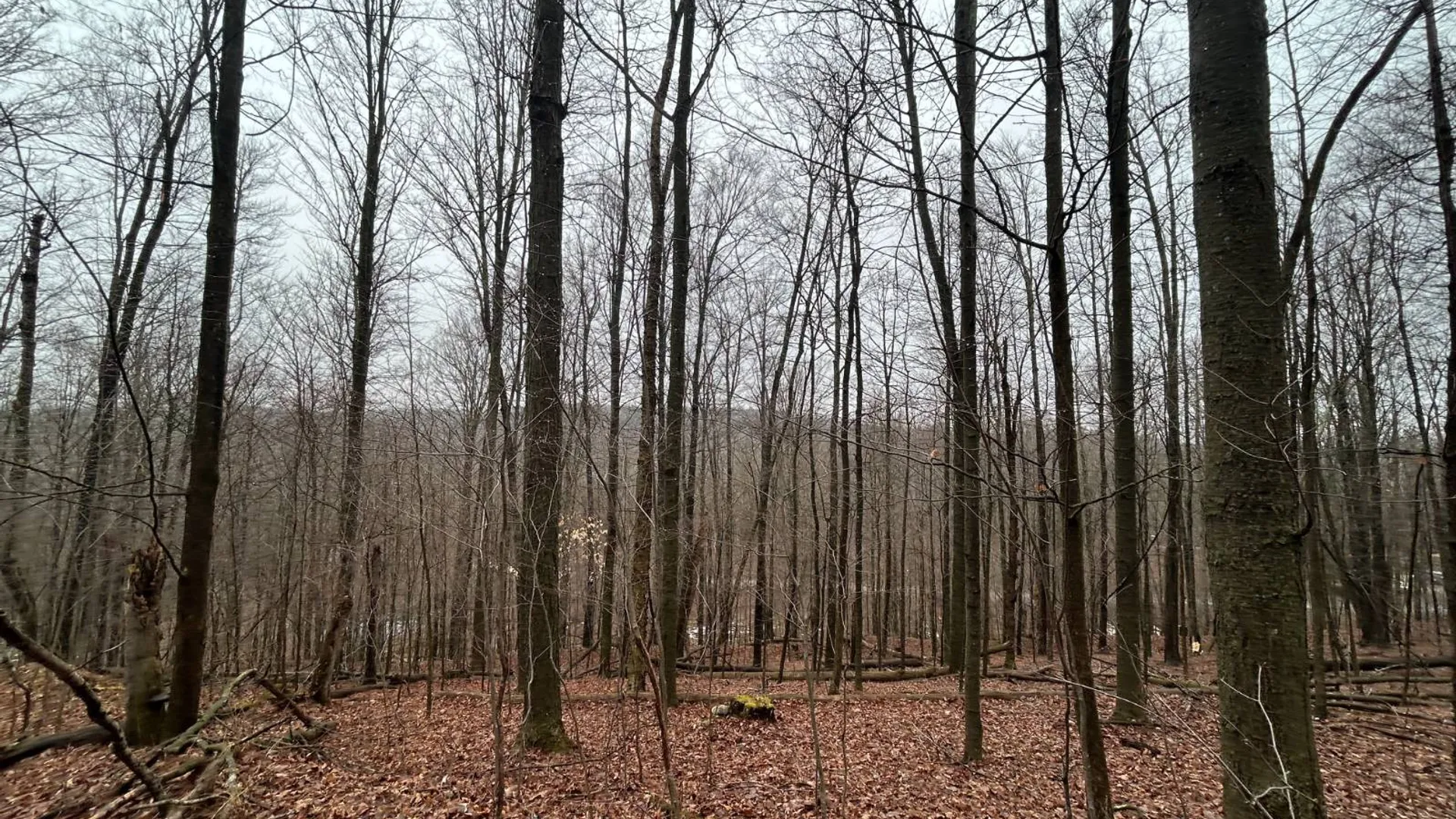 Property at L212 Kelly Hill Rd, Pine City, NY 14871 13