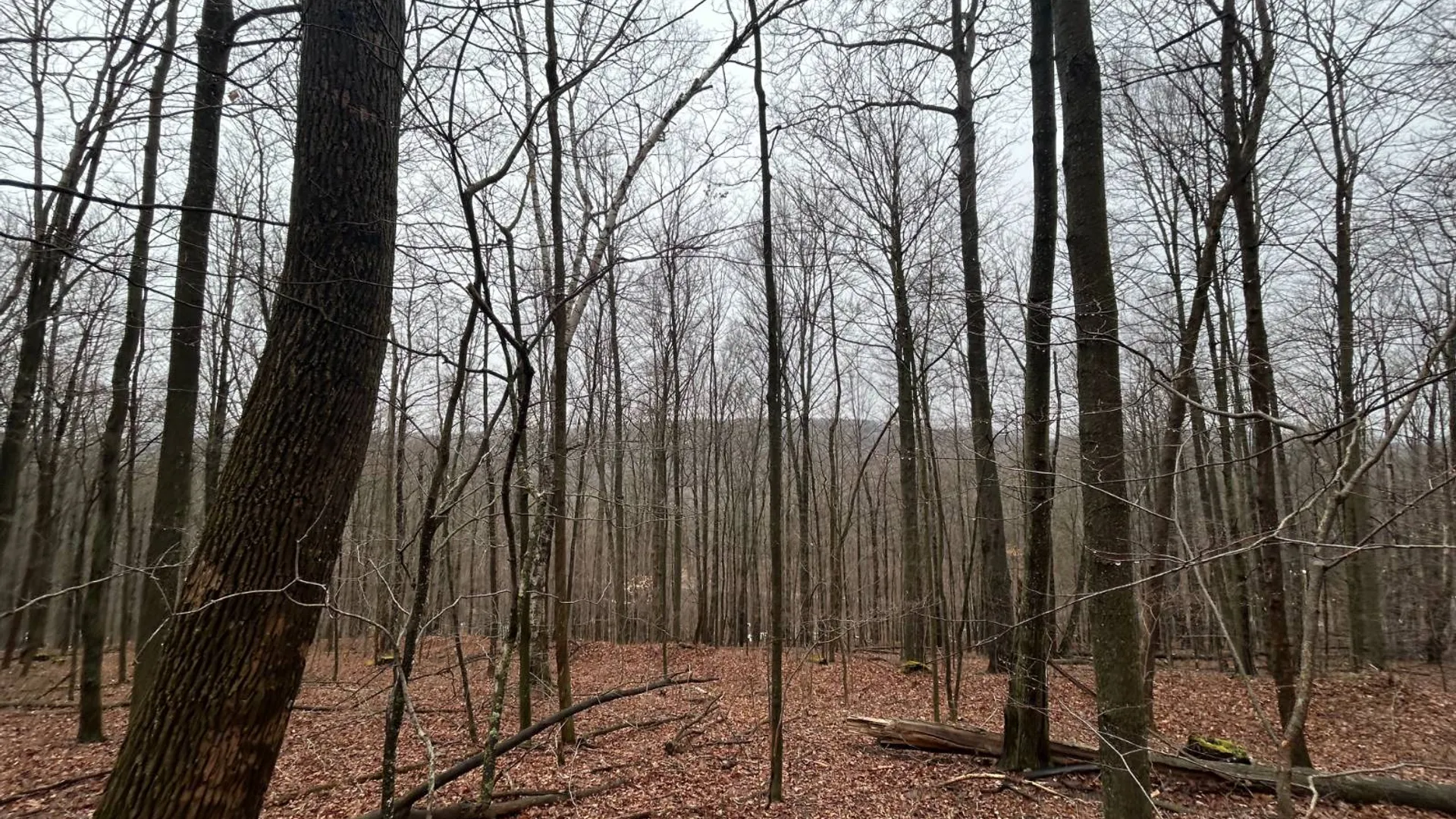 Property at L212 Kelly Hill Rd, Pine City, NY 14871 15