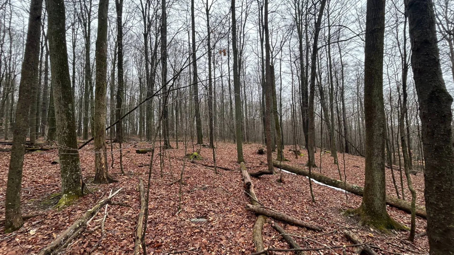 Property at L212 Kelly Hill Rd, Pine City, NY 14871 17