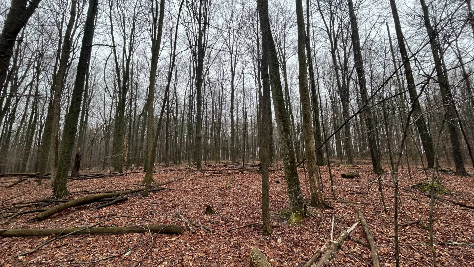 Property at L212 Kelly Hill Rd, Pine City, NY 14871 18
