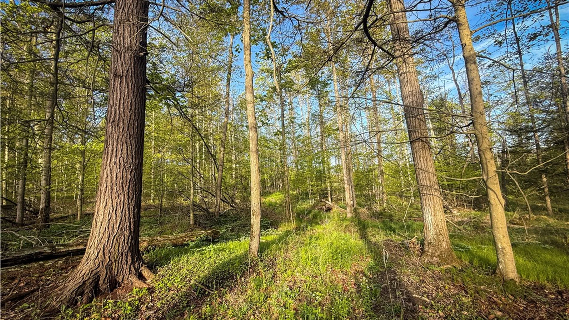 Property at Rt-414, Dix, NY 14891 33