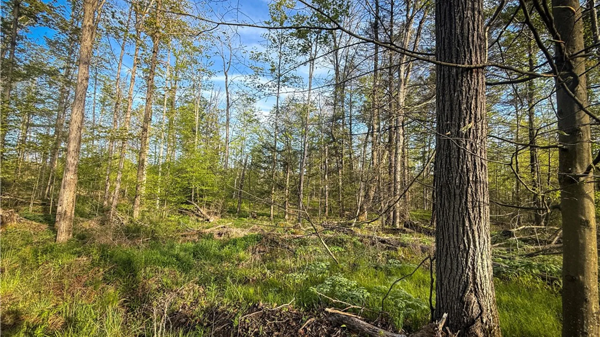 Property at Rt-414, Dix, NY 14891 34