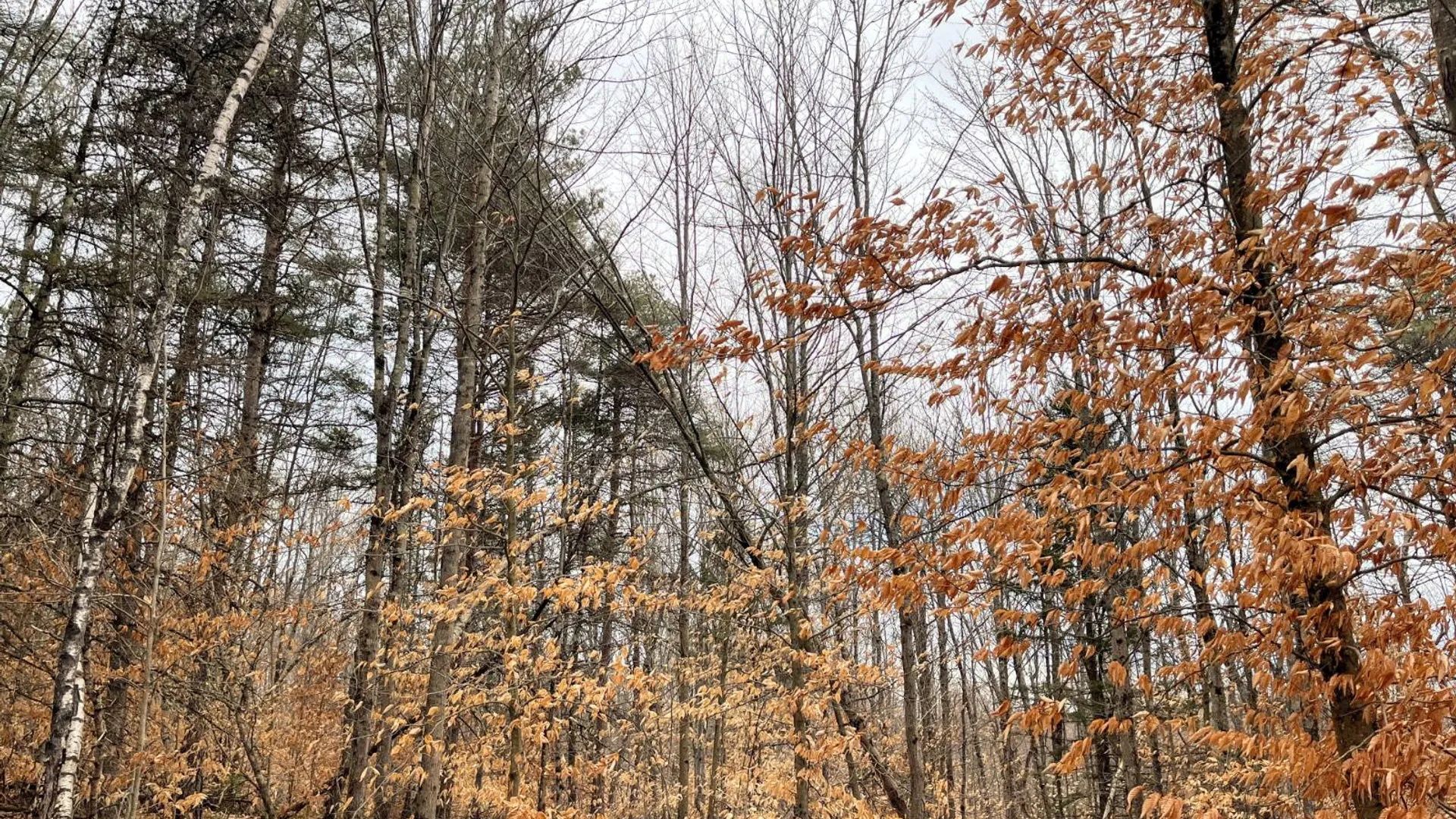 Property at 00 Blackmer Road, Russell, NY 13684 30