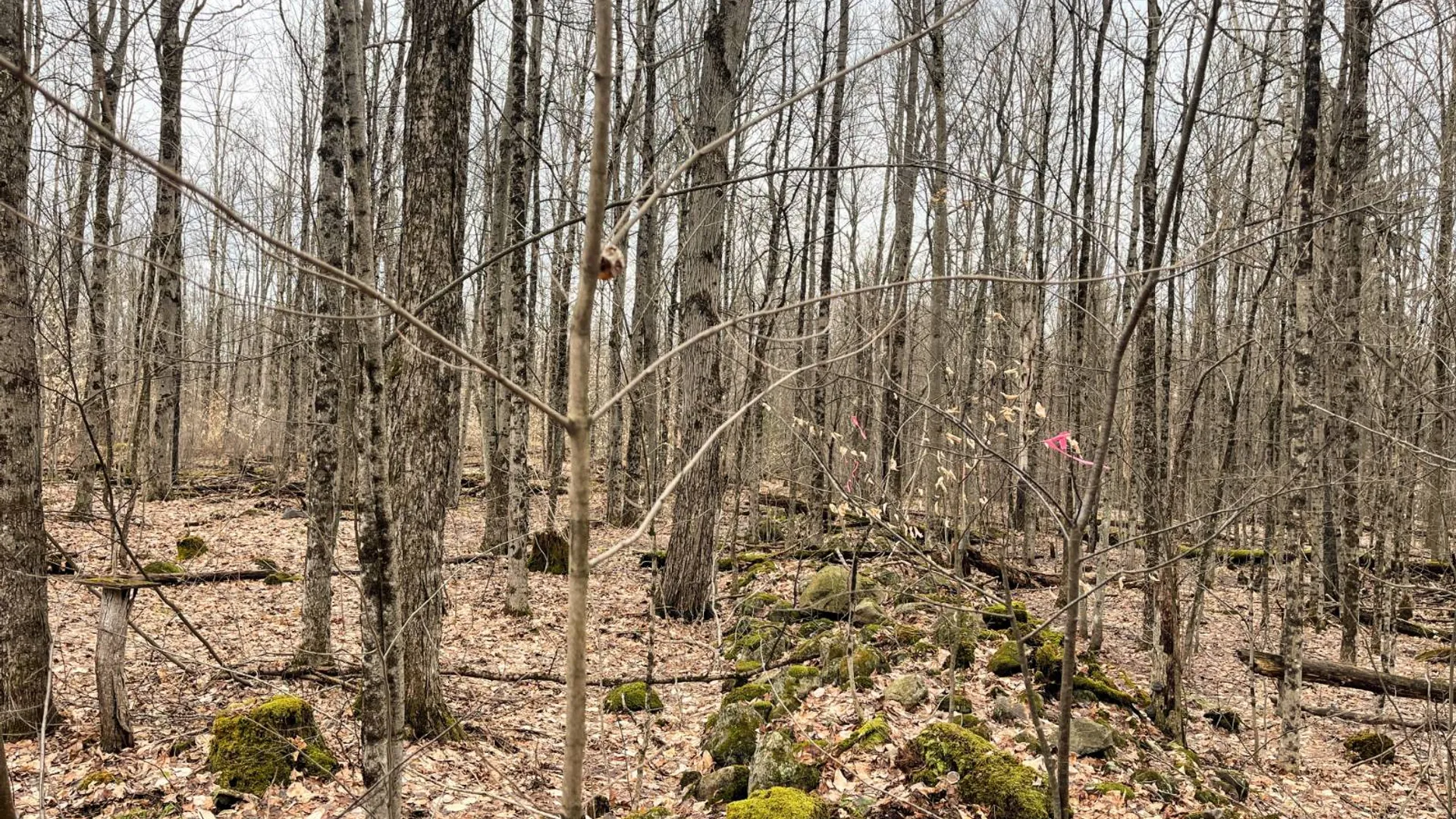 Property at 00 Blackmer Road, Russell, NY 13684 32