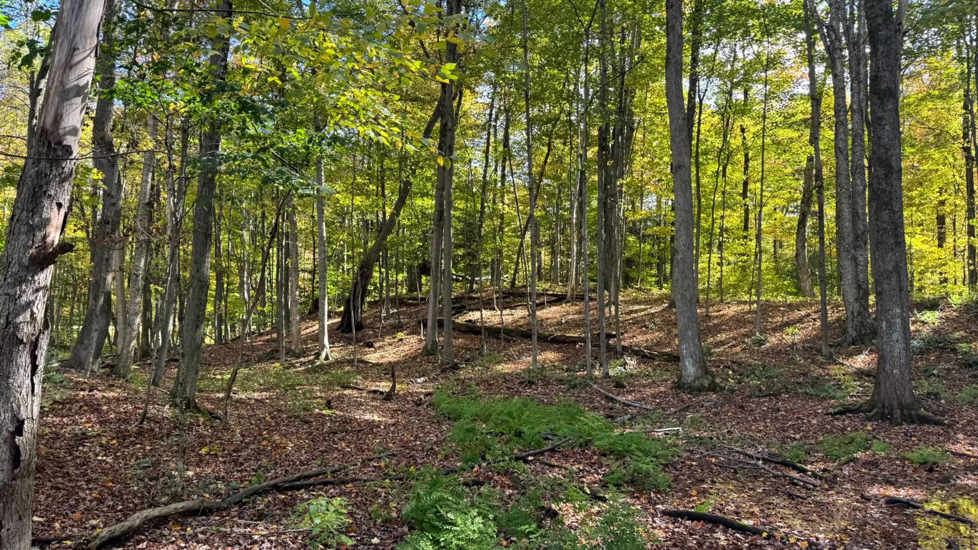 Property at 1.13 Wart Rd., Orwell, NY 13426 13