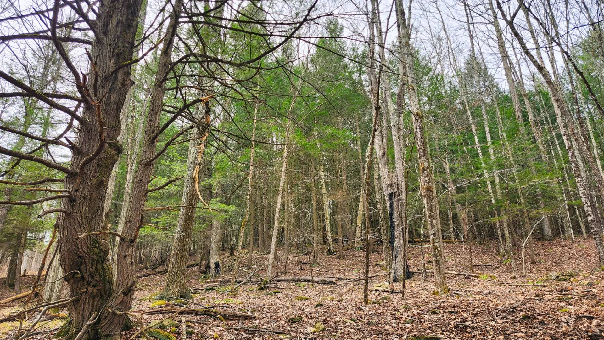 Property at 525 Meeghan Rd, Stamford, NY 12167 12