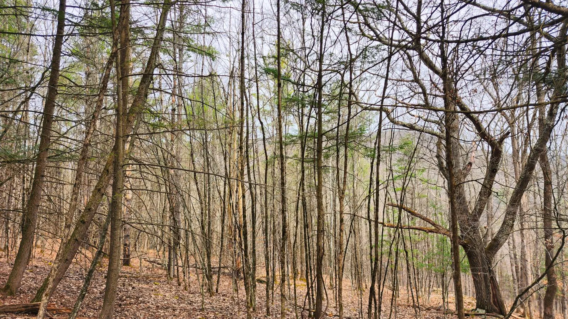 Property at 525 Meeghan Rd, Stamford, NY 12167 13