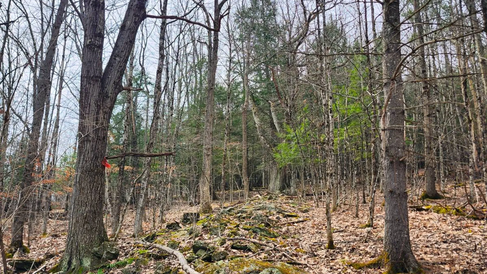 Property at 525 Meeghan Rd, Stamford, NY 12167 17