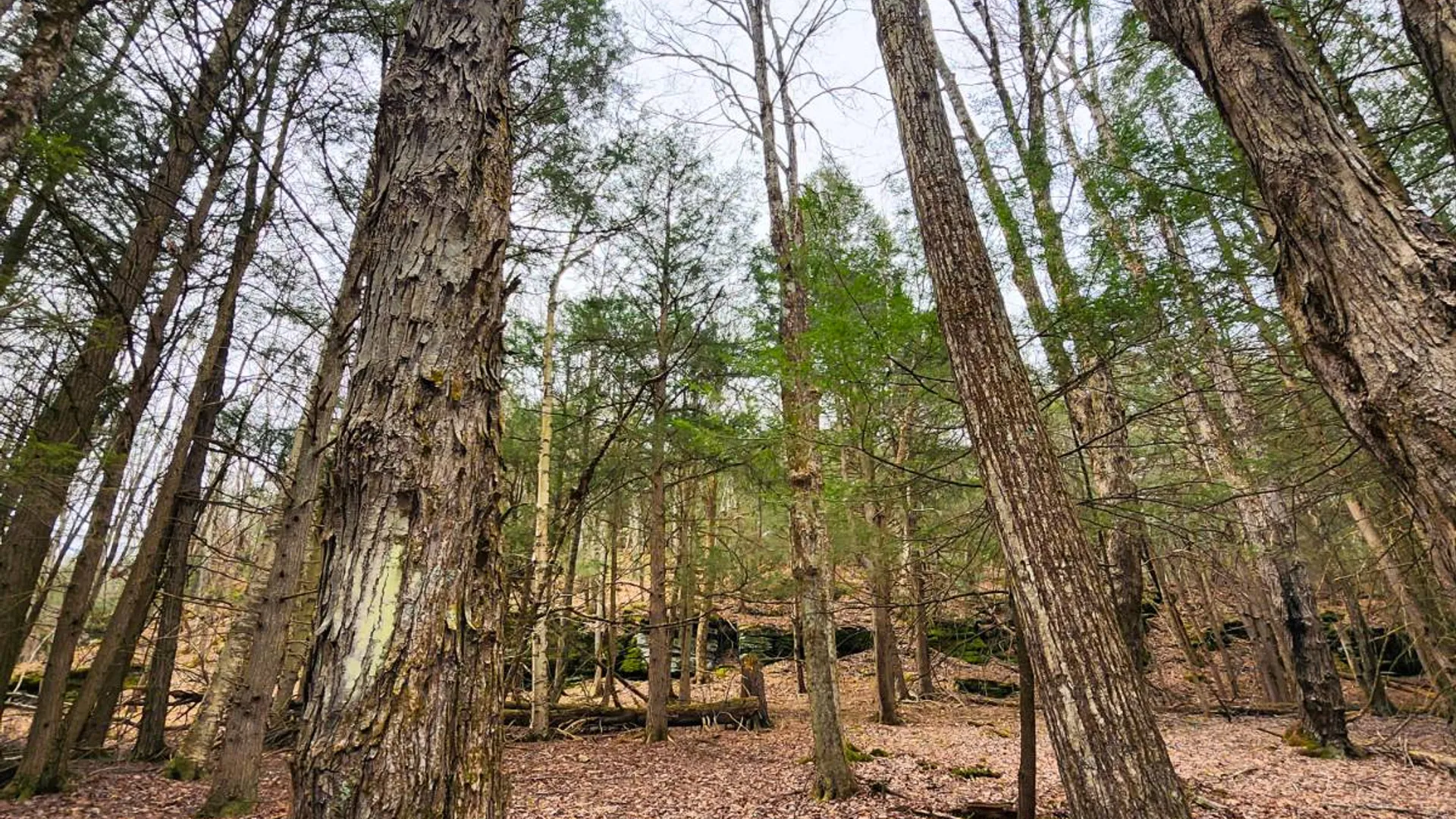 Property at 525 Meeghan Rd, Stamford, NY 12167 18