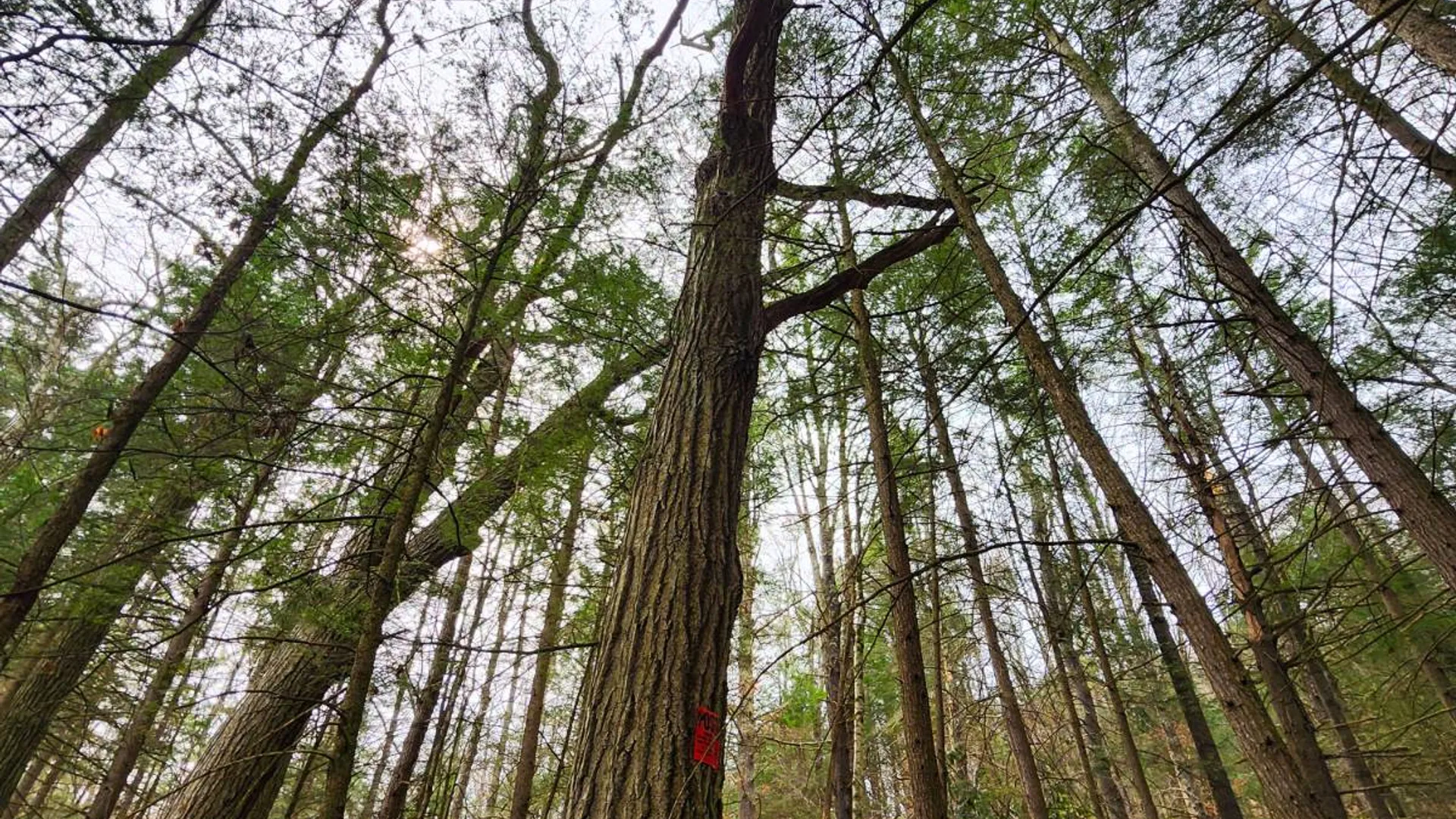 Property at 525 Meeghan Rd, Stamford, NY 12167 19