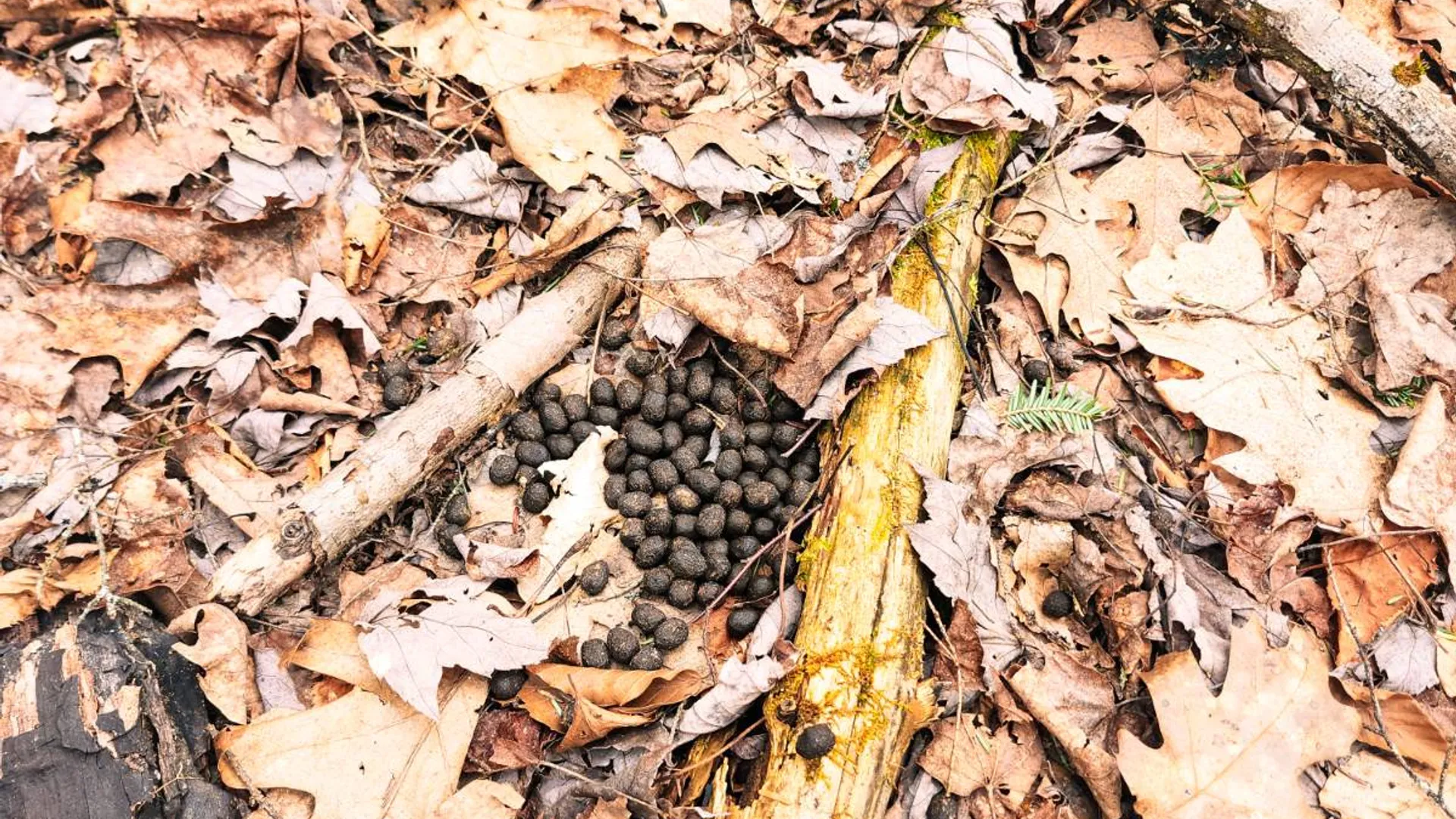 Property at 525 Meeghan Rd, Stamford, NY 12167 23