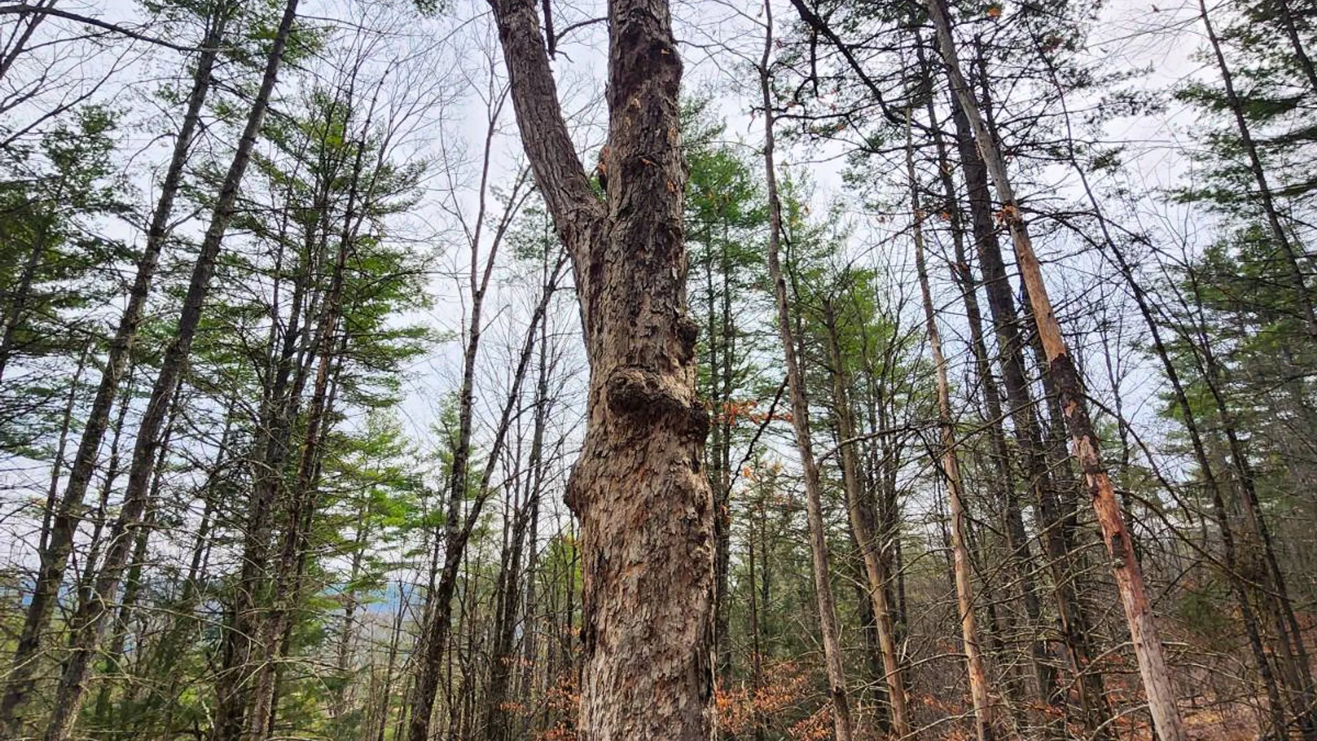 Property at 525 Meeghan Rd, Stamford, NY 12167 24