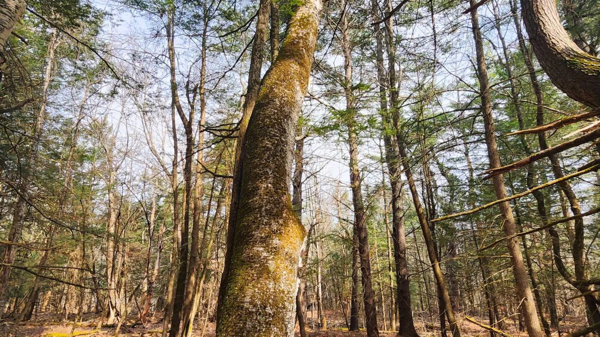 Property at 525 Meeghan Rd, Stamford, NY 12167 25