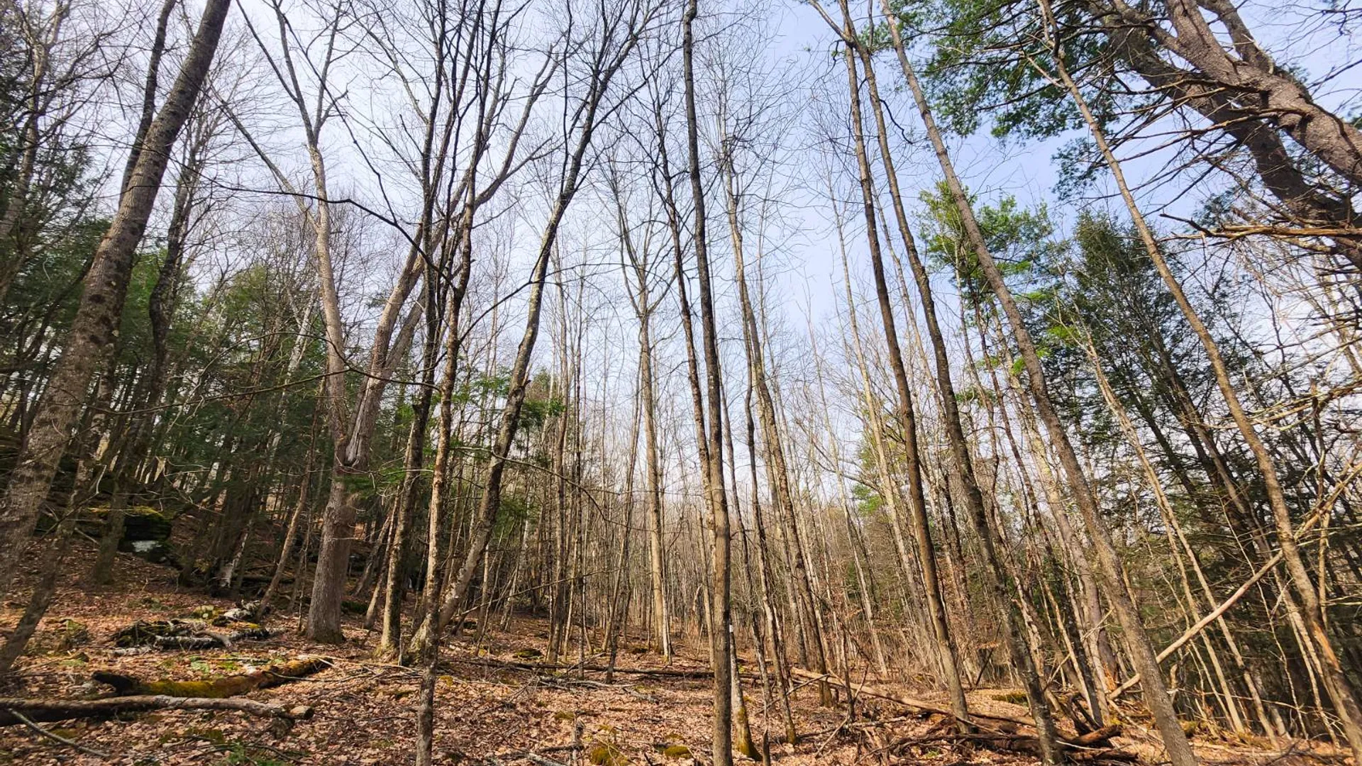 Property at 525 Meeghan Rd, Stamford, NY 12167 28