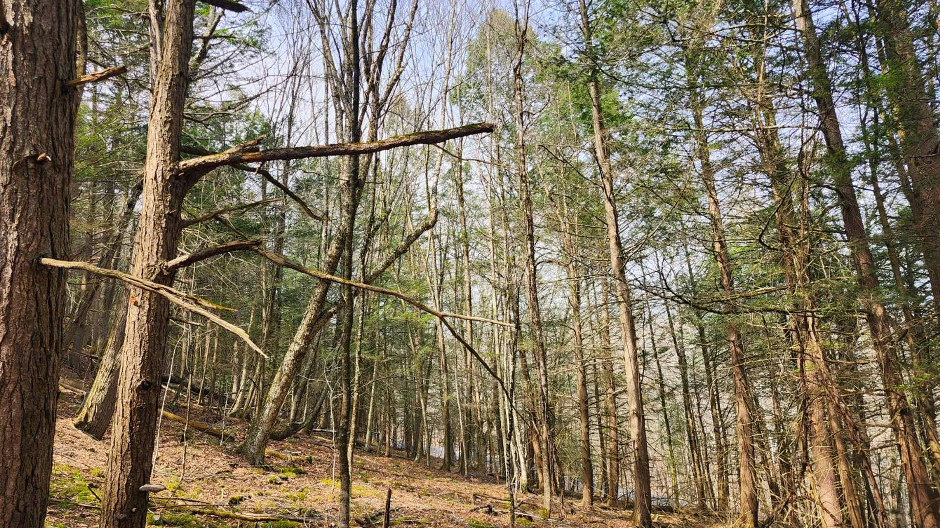 Property at 525 Meeghan Rd, Stamford, NY 12167 29