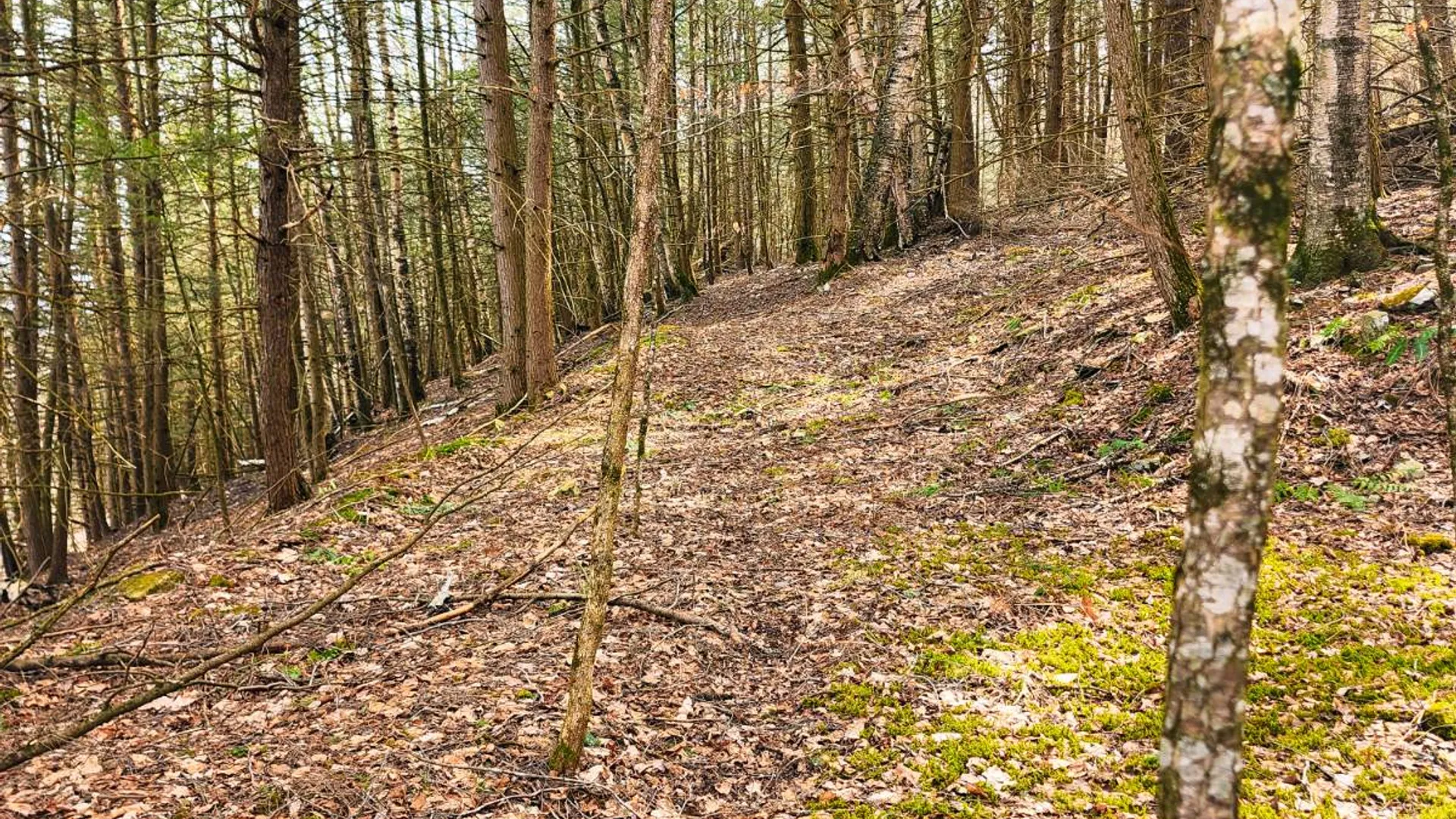 Property at 525 Meeghan Rd, Stamford, NY 12167 30