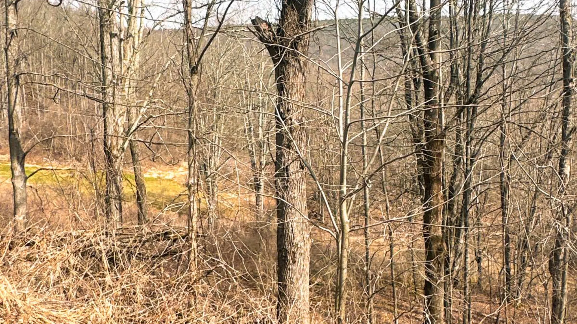 Property at 525 Meeghan Rd, Stamford, NY 12167 31