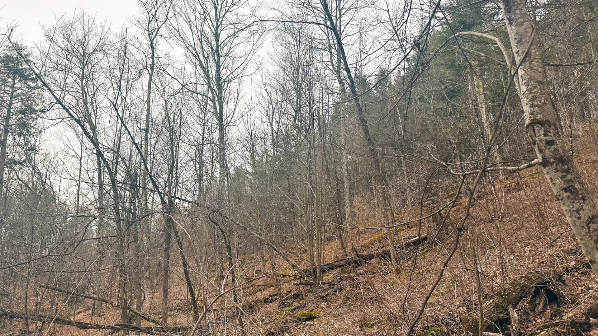 Property at 525 Meeghan Rd, Stamford, NY 12167 36