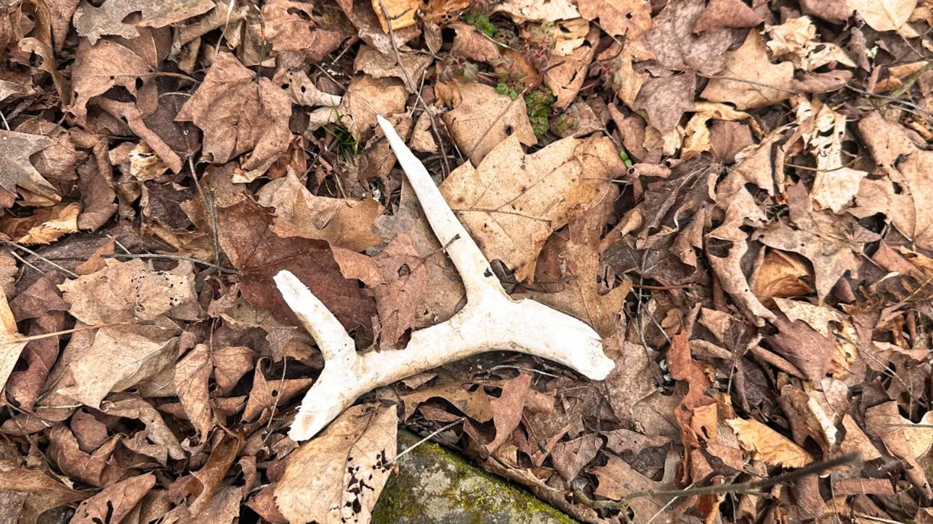 Property at 525 Meeghan Rd, Stamford, NY 12167 38