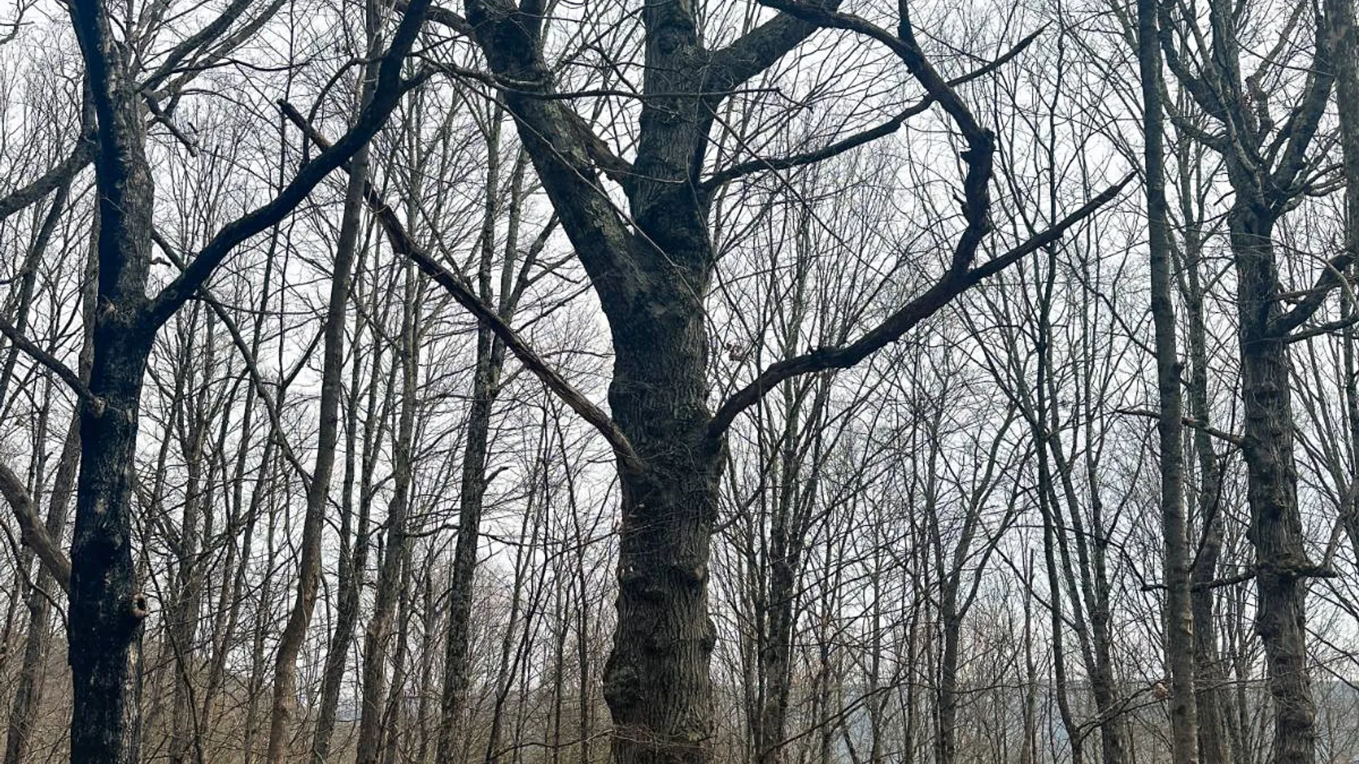 Property at 525 Meeghan Rd, Stamford, NY 12167 43