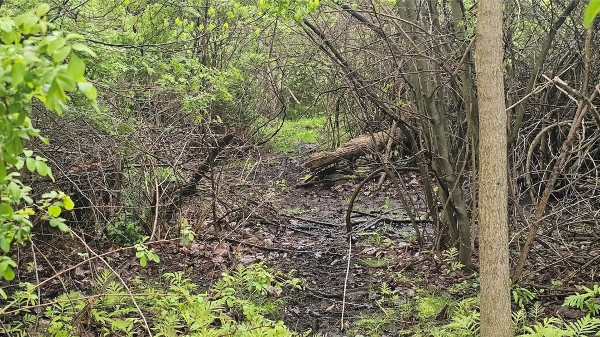 Property at Rotterdam Road, Sodus, NY 14551 12