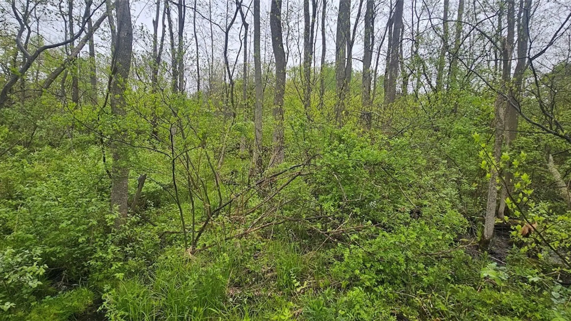 Property at Rotterdam Road, Sodus, NY 14551 15