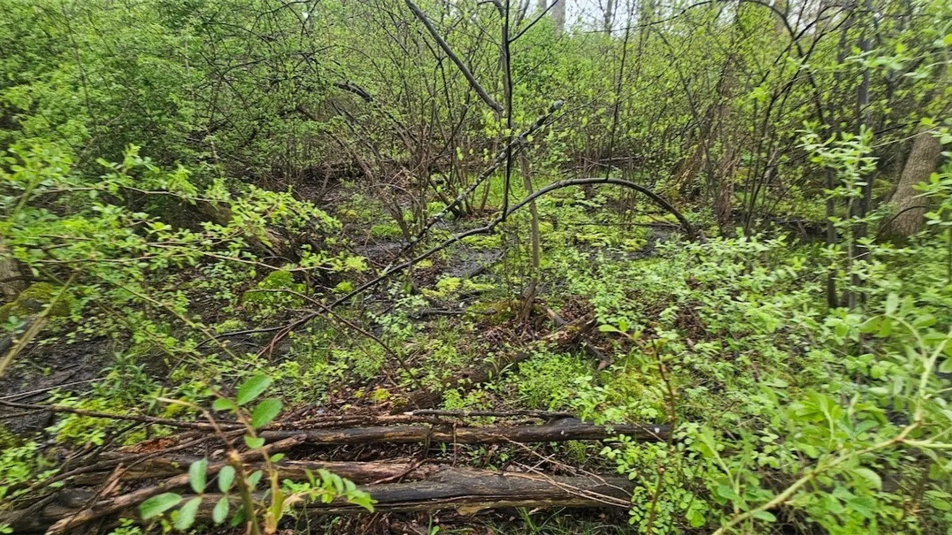 Property at Rotterdam Road, Sodus, NY 14551 16