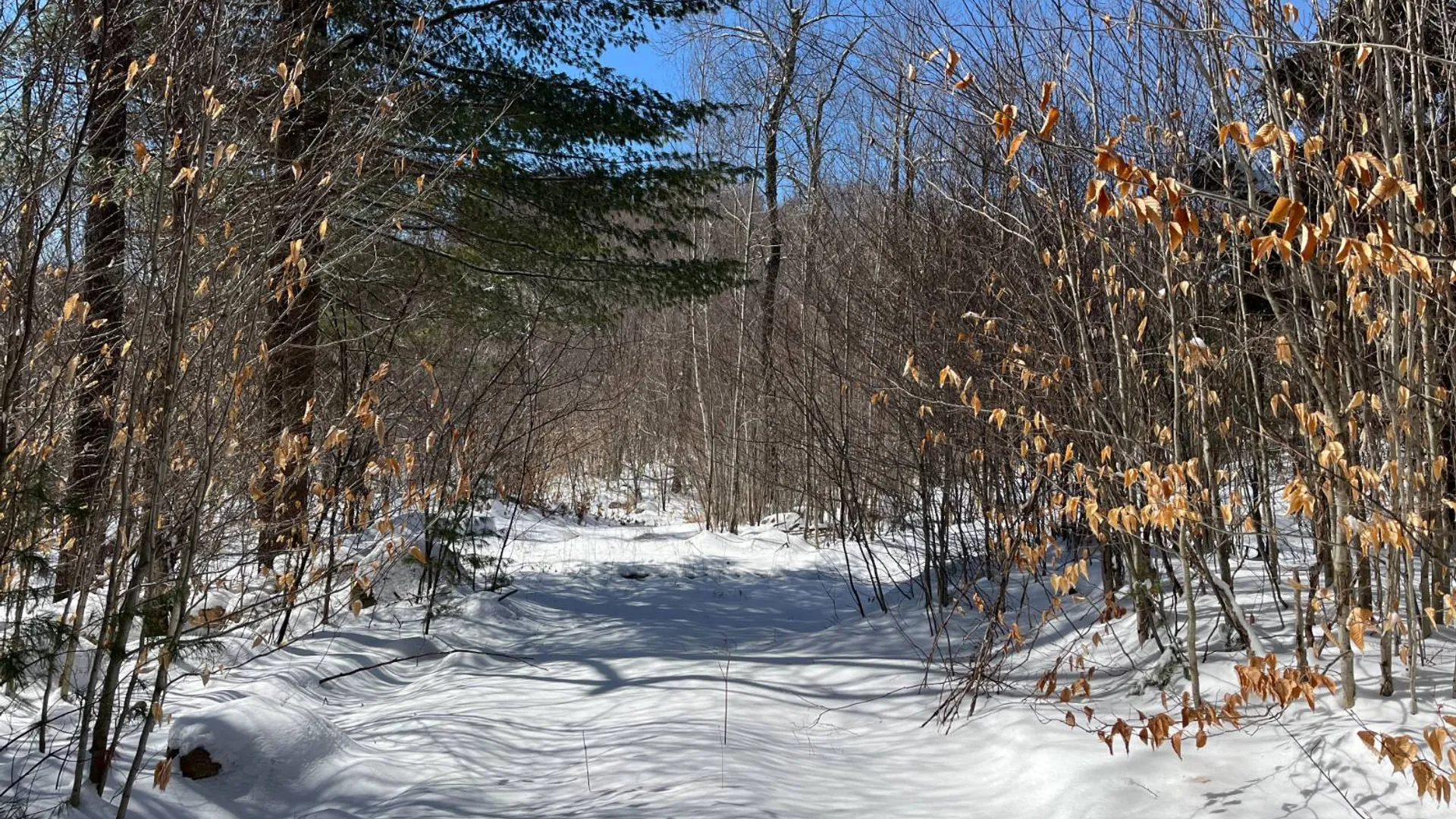 Property at Private off of Pickettville Rd, Parishville, NY 13676 14