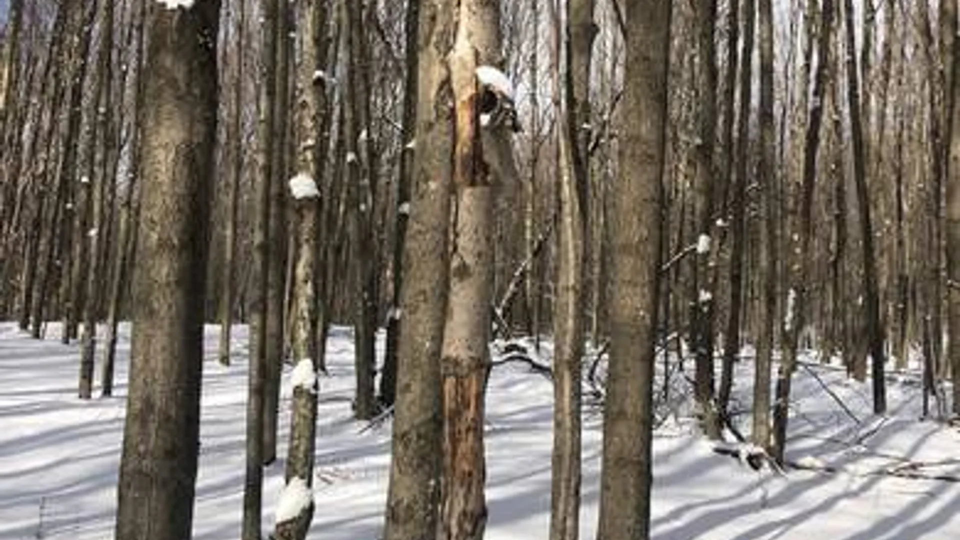 Property at 204 Valley View Road, Smyrna, NY 13464 8