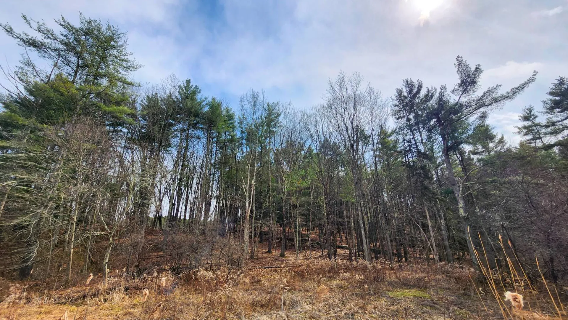 Property at 00WP#2 Drake Hill Rd, Freehold, NY 12431 22