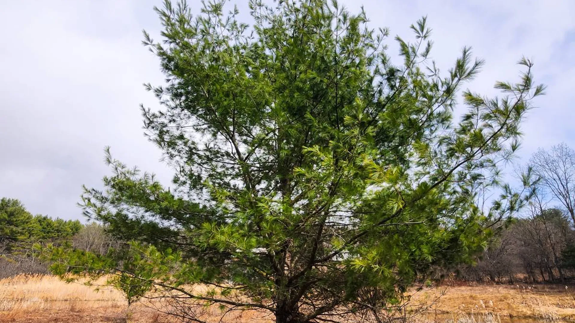 Property at 00WP#2 Drake Hill Rd, Freehold, NY 12431 25