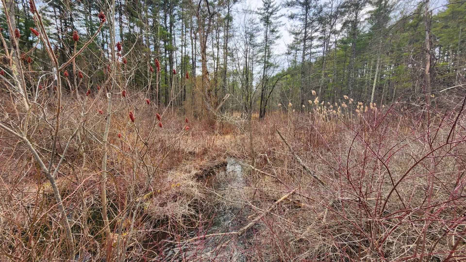 Property at 00WP#2 Drake Hill Rd, Freehold, NY 12431 29