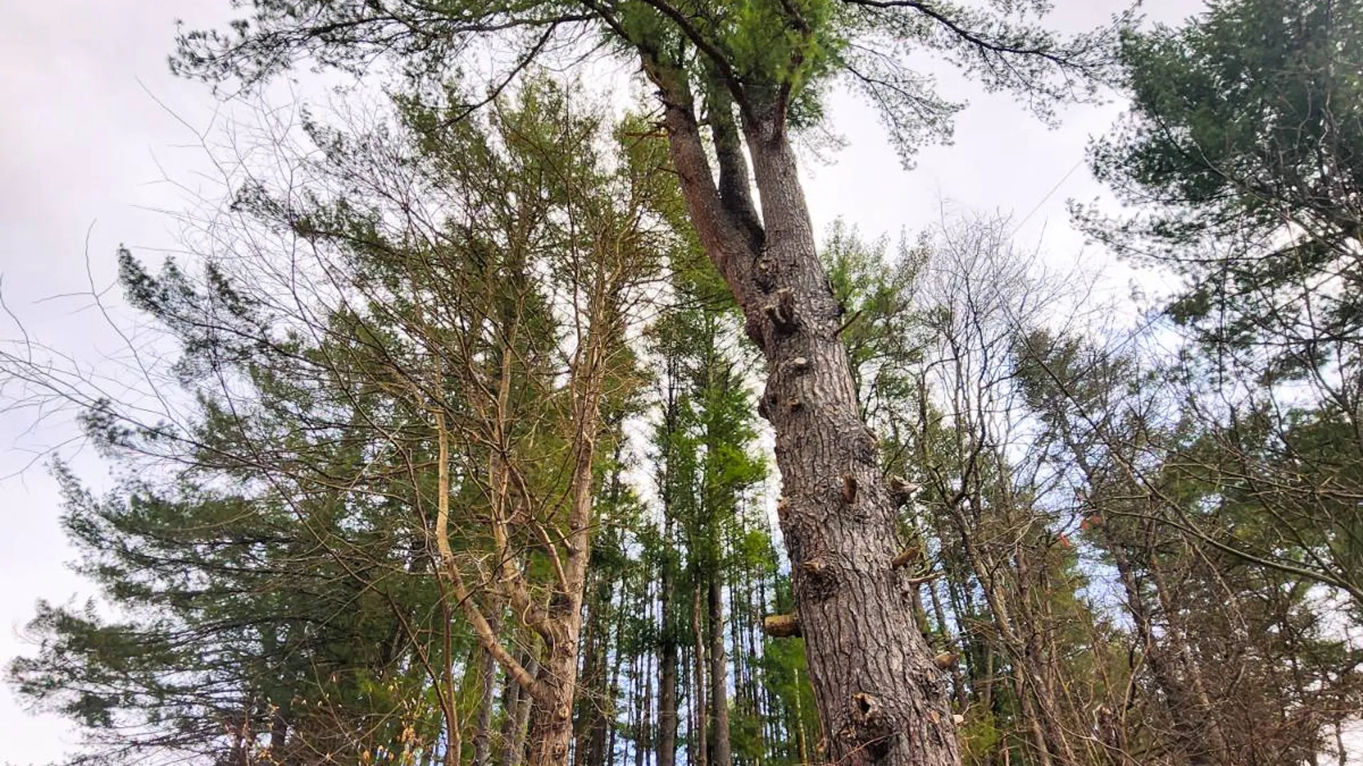 Property at 00WP#2 Drake Hill Rd, Freehold, NY 12431 31