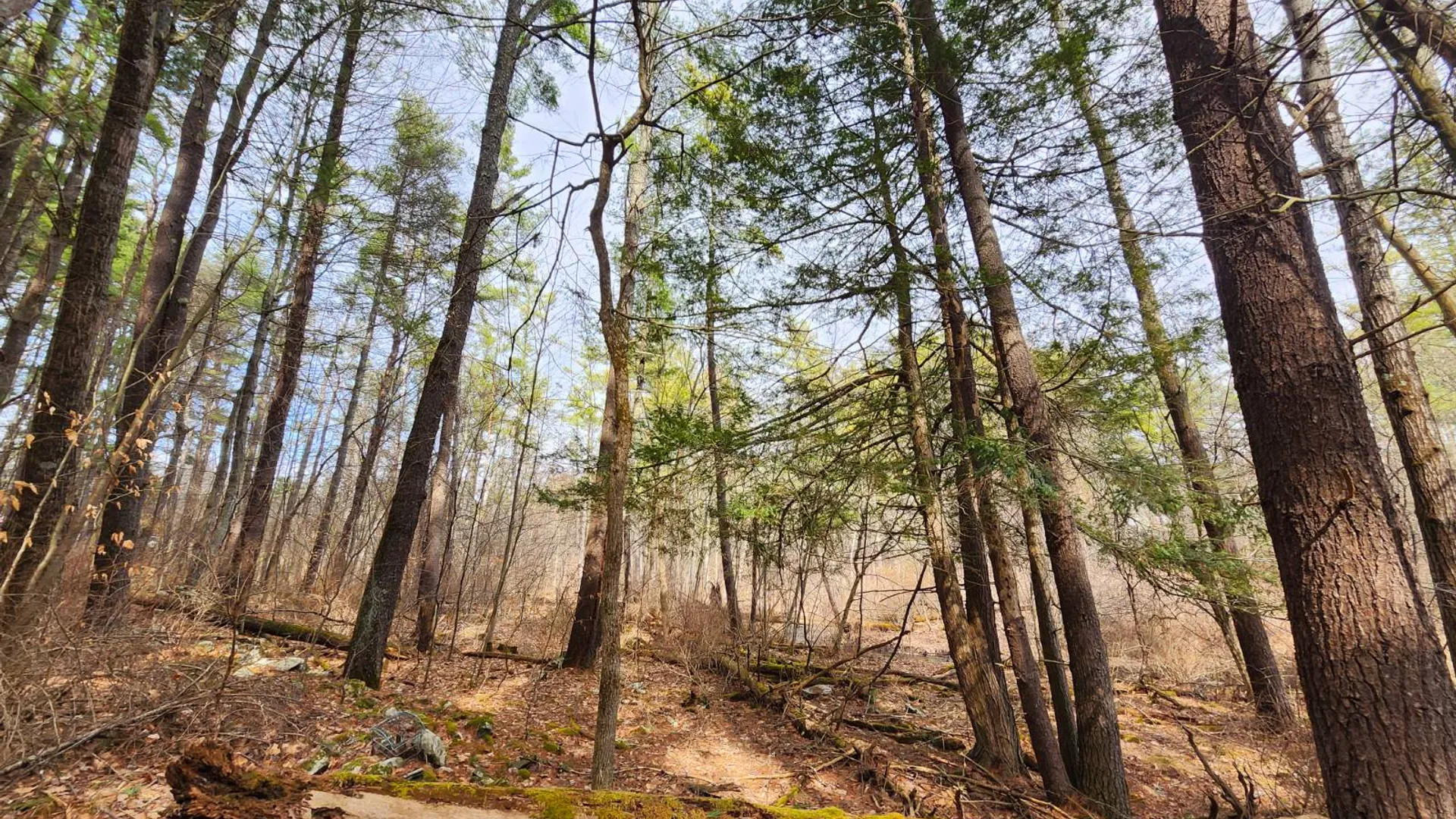 Property at 00WP#2 Drake Hill Rd, Freehold, NY 12431 32