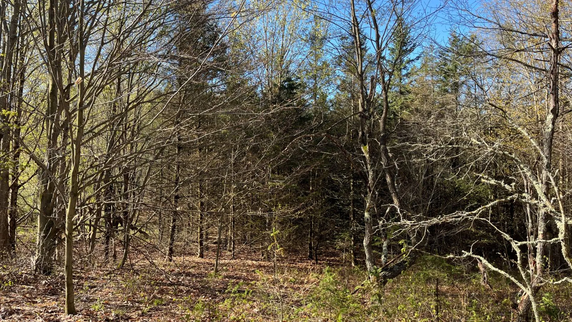 Property at 325 Lafaver Rd, Russell, NY 13684 14