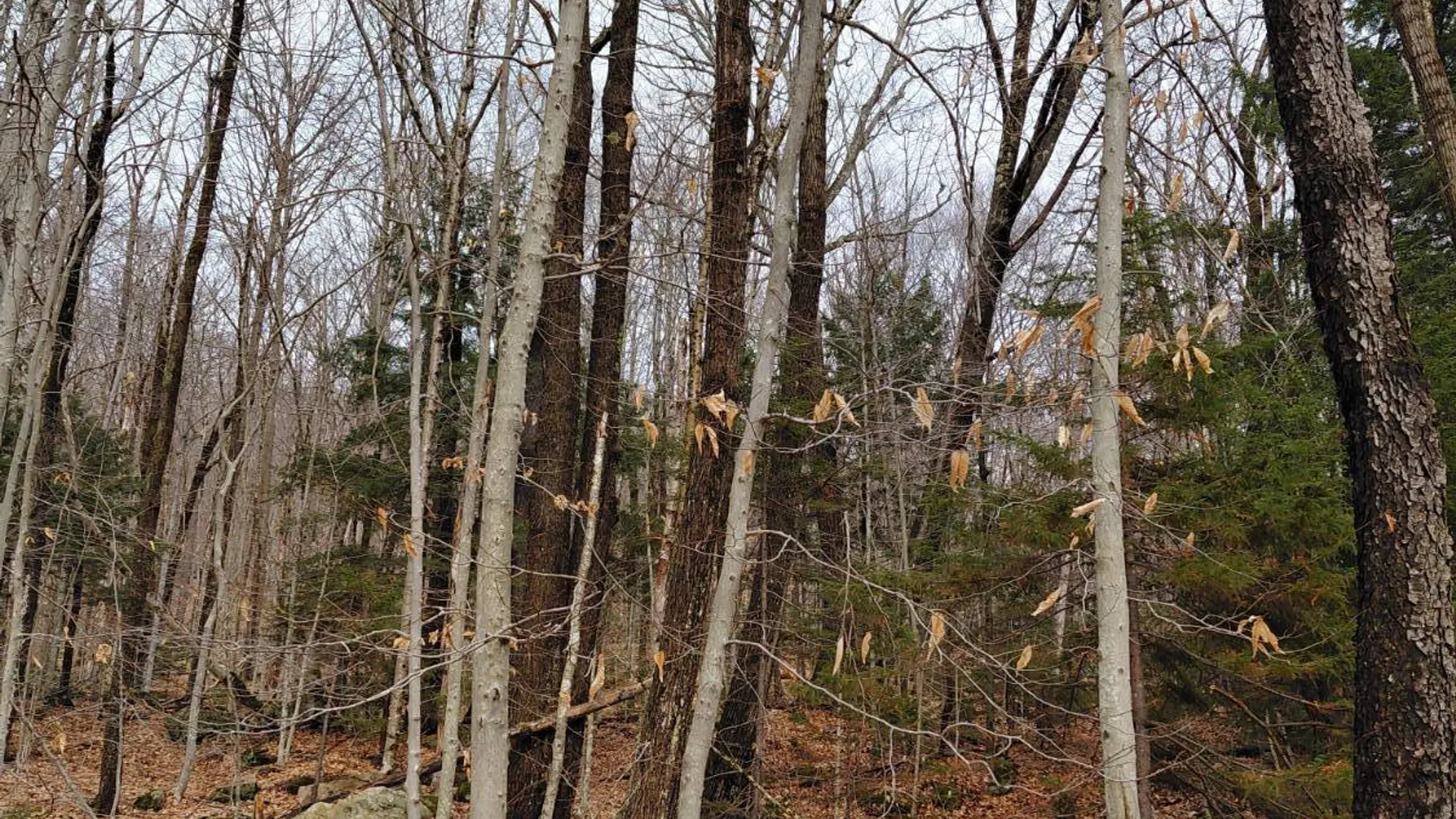 Property at 1775 State Hwy 29A, Caroga Lake, NY 12032 17