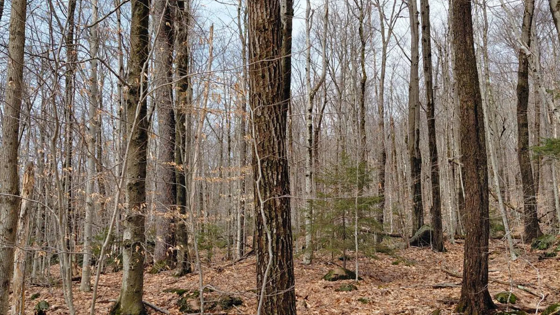 Property at 1775 State Hwy 29A, Caroga Lake, NY 12032 18