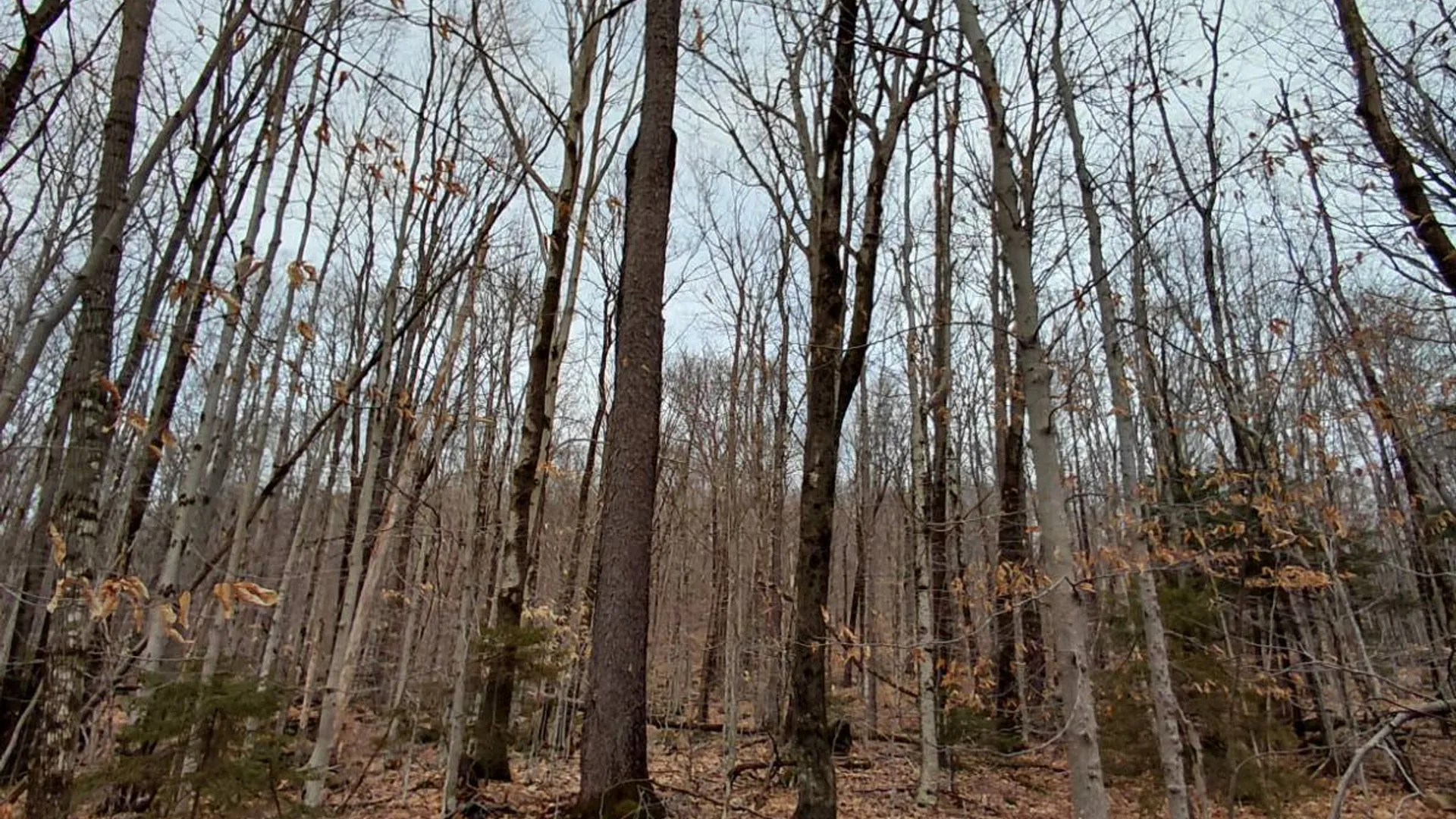Property at 1775 State Hwy 29A, Caroga Lake, NY 12032 8