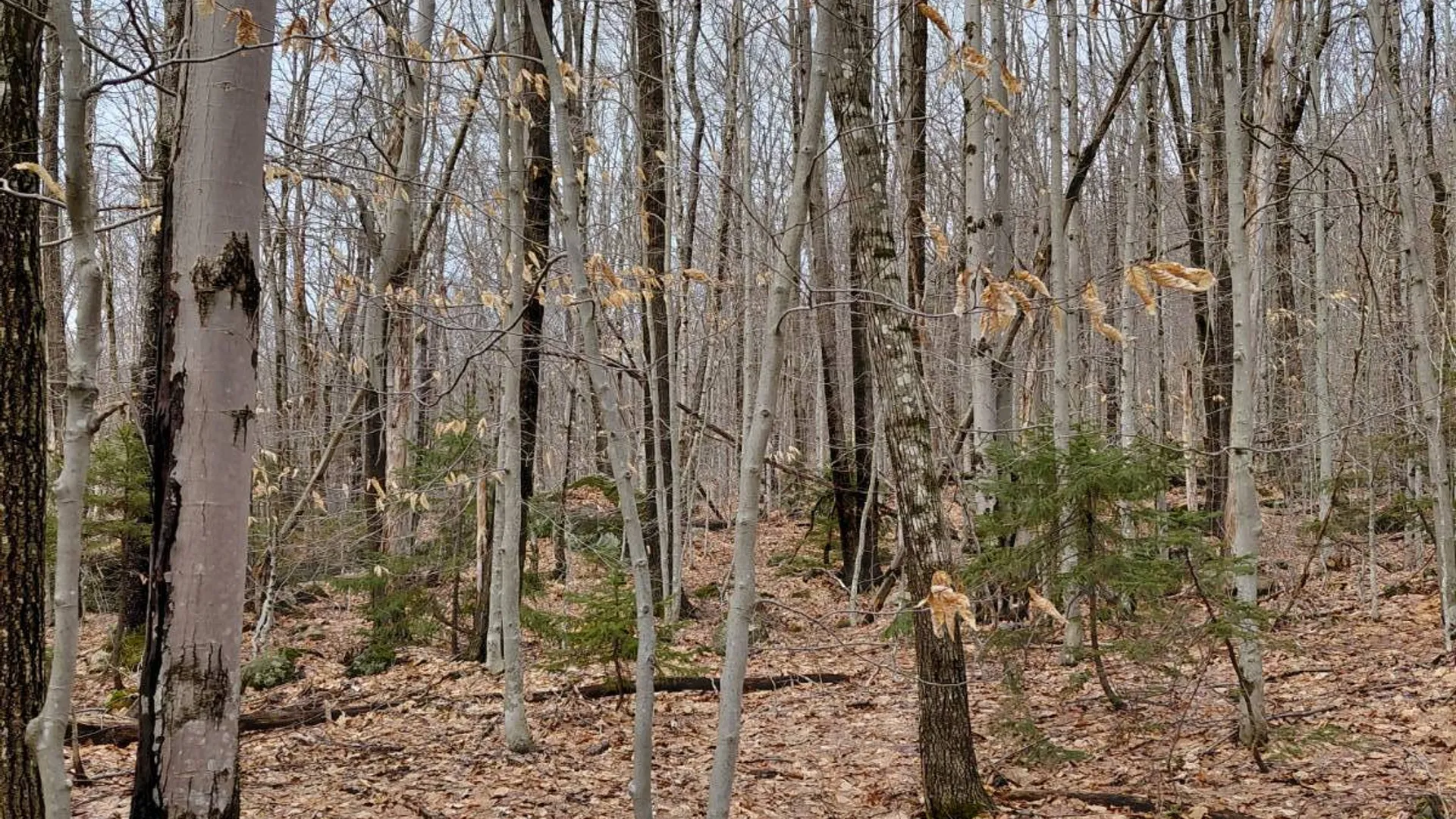 Property at 1775 State Hwy 29A, Caroga Lake, NY 12032 9