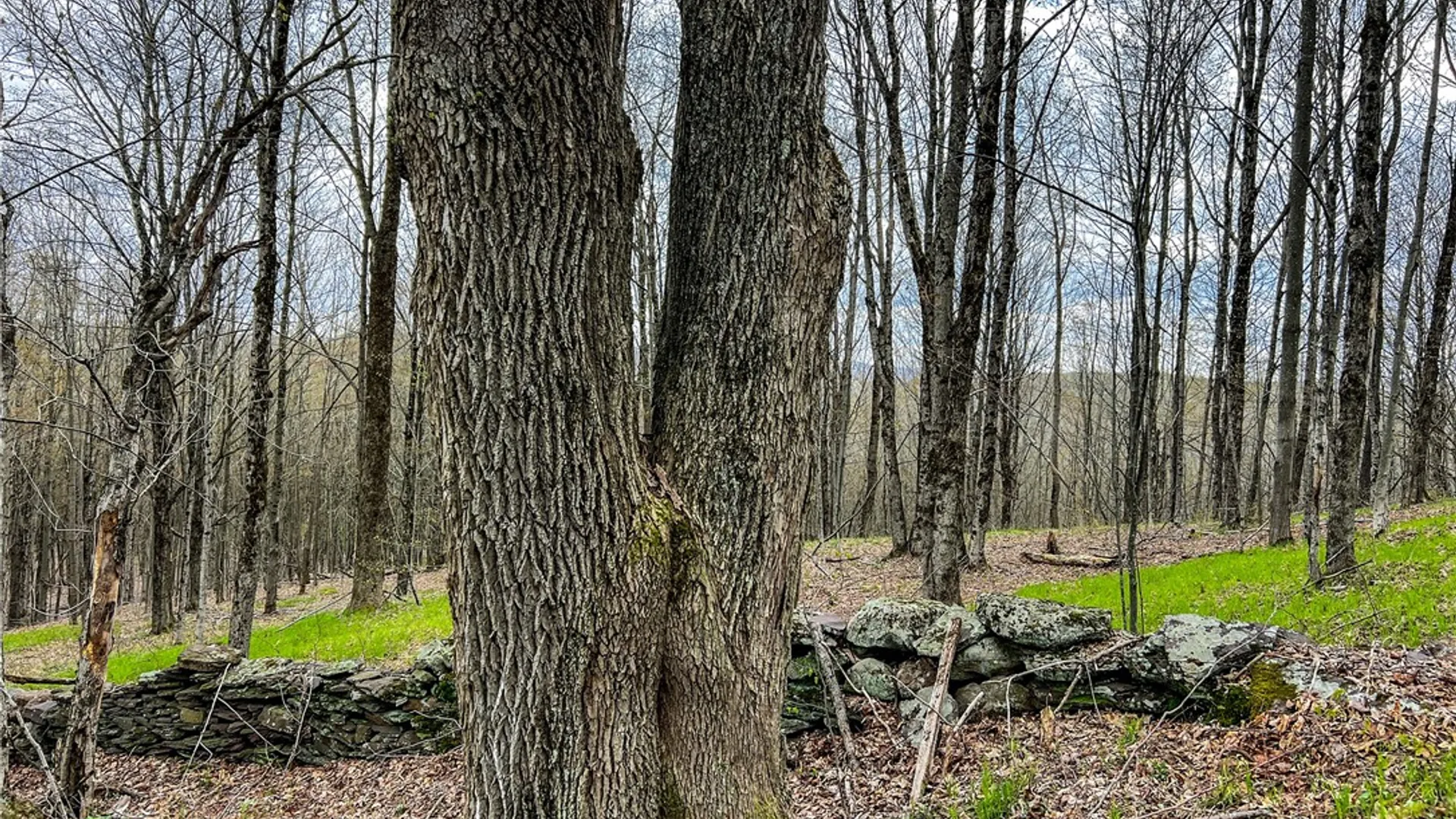 Property at Lot 3 Brownell Road, Kortright, NY 13739 26