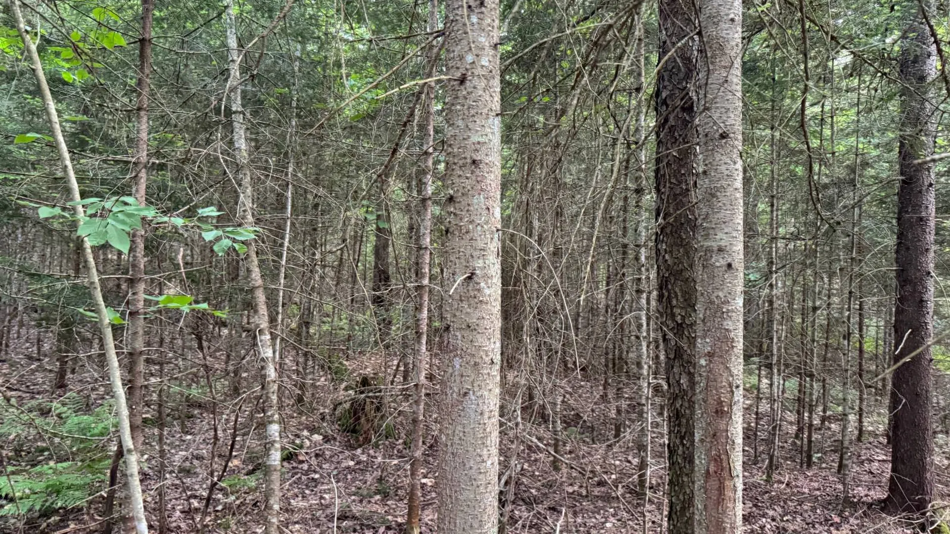 Property at 00 Farr Rd, Forestport, NY 13338 19