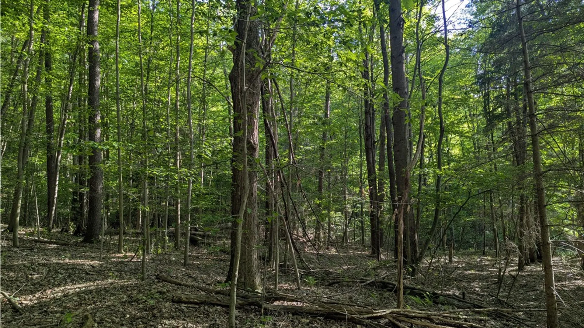 Property at 00 Two Mile Road, Liberty Town, PA 16749 16
