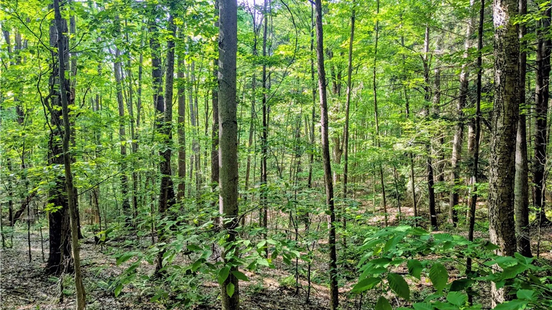 Property at 00 Two Mile Road, Liberty Town, PA 16749 17