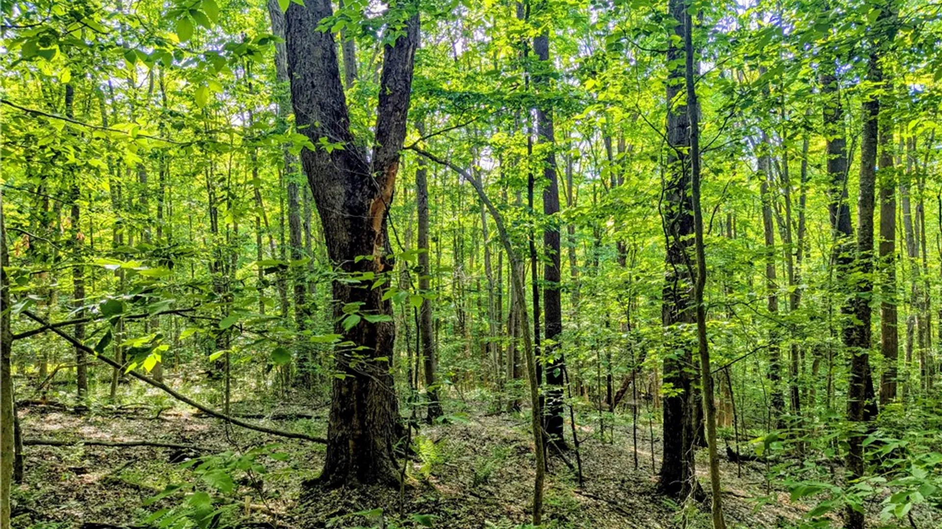 Property at 00 Two Mile Road, Liberty Town, PA 16749 18