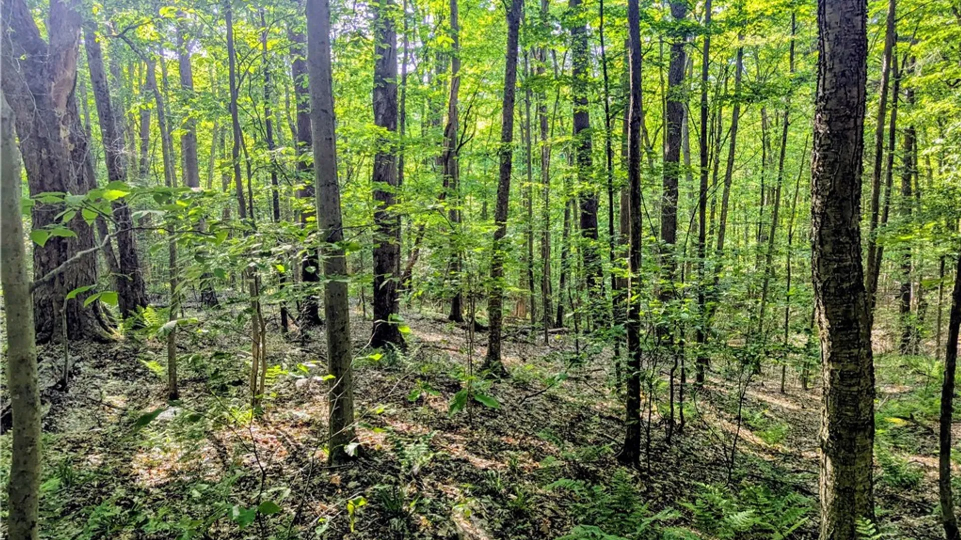 Property at 00 Two Mile Road, Liberty Town, PA 16749 19
