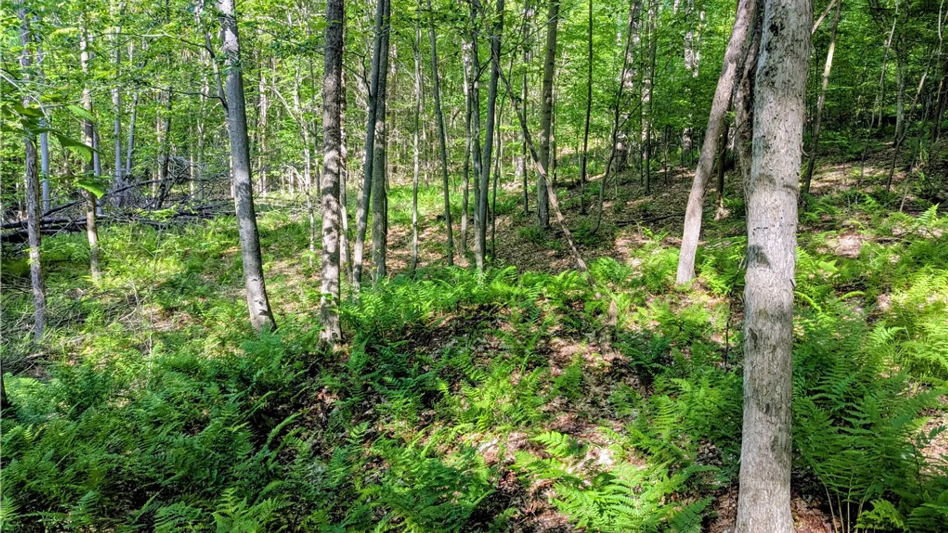 Property at 00 Two Mile Road, Liberty Town, PA 16749 21
