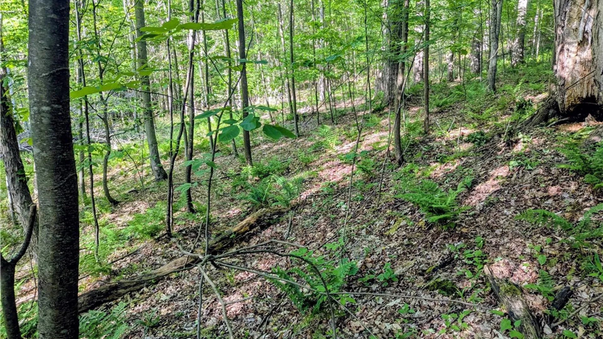 Property at 00 Two Mile Road, Liberty Town, PA 16749 22