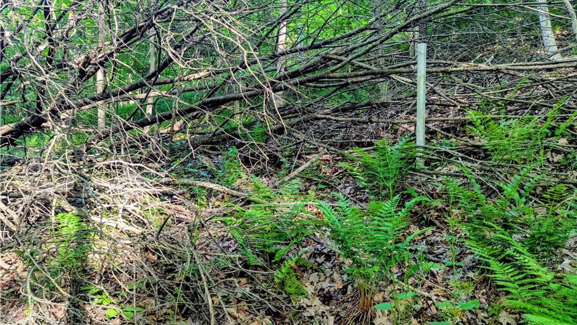 Property at 00 Two Mile Road, Liberty Town, PA 16749 23